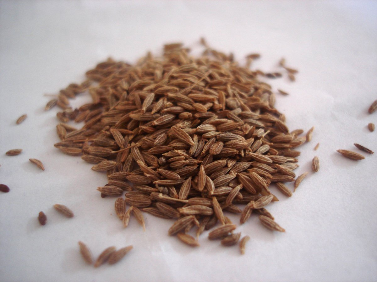 Cumin seeds — ground cumin mixed with salt is mechoui's signature seasoning